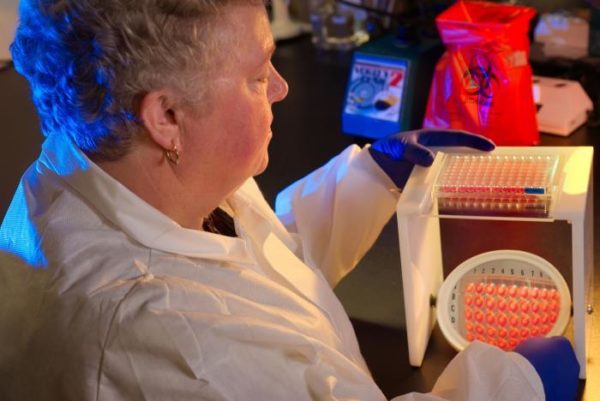 A microbiologist tests for antibiotic resistance in bacteria