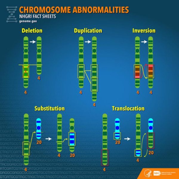 The BCR-ABL gene sequence is the result of a chromosomal translocation. Image credit: National Human Genome Research Insitute