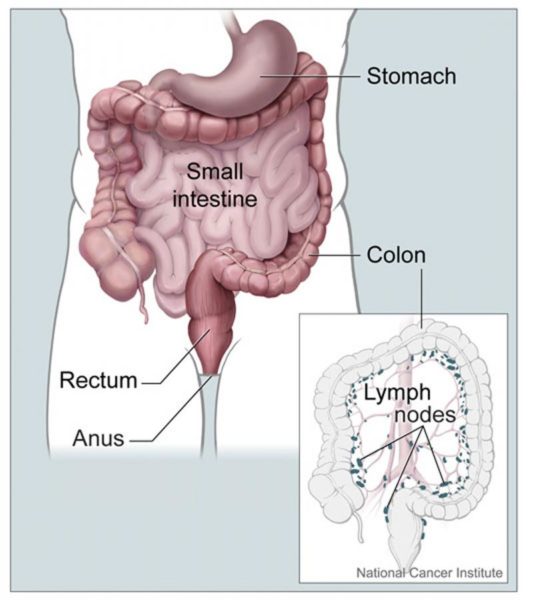 Drawing of the digestive tract. The colon, rectum, stomach, small intestine, and anus are shown. Image credit: Alan Hoofring, NCI