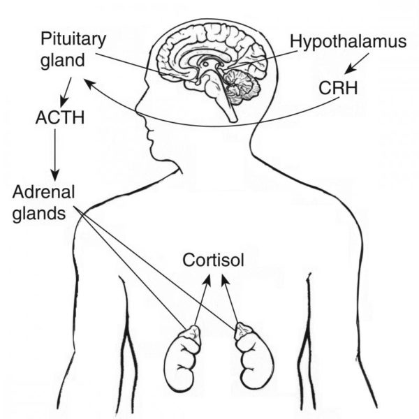 The hypothalamus sends CRH to the pituitary, which responds by secreting ACTH. ACTH then causes the adrenals to release cortisol into the bloodstream. Image credit: National Institute of Diabetes and Digestive and Kidney Diseases