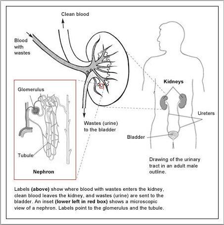 How kidneys work. Image credit: National Institute of Diabetes and Digestive and Kidney Diseases (NIDDK)