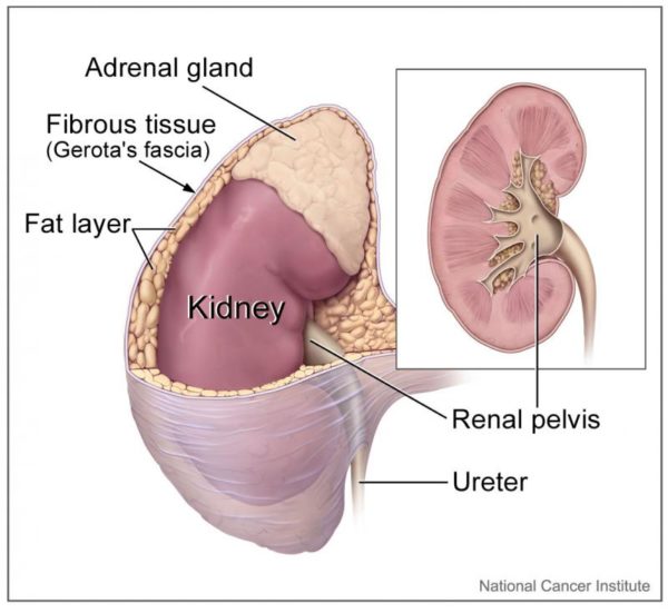The kidney and the location of the adrenal gland. Image credit: Alan Hoofring, National Cancer Institute