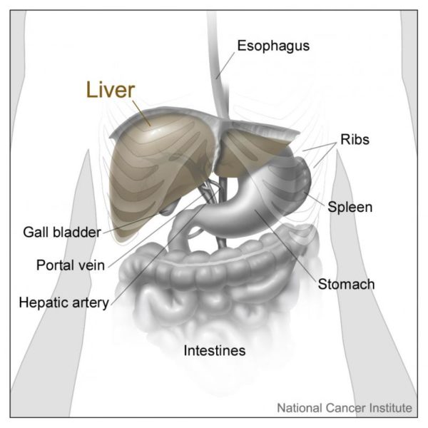 Location of the liver. Don Bliss, National Cancer Institute