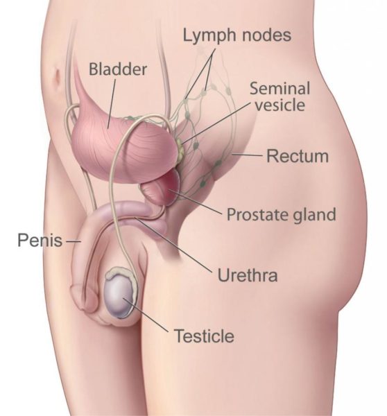 A side view of the male reproductive system, including a testicle. Image credit: National Cancer Institute