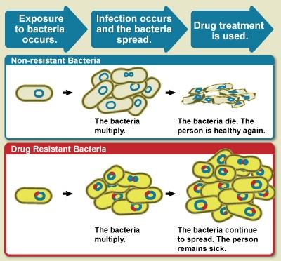 Antibiotic resistance is when bacteria are able to survive and grow in the presence of one or more antibiotics. Image credit: NIAID