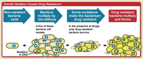 Genetic changes can cause bacteria to become resistant to antibiotics. Image credit: NIAID