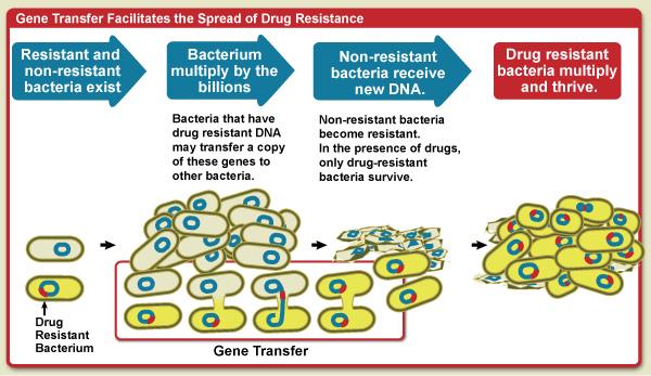 The transfer of gene mutation spreads antibiotic resistance among bacteria. Image credit: NIAID