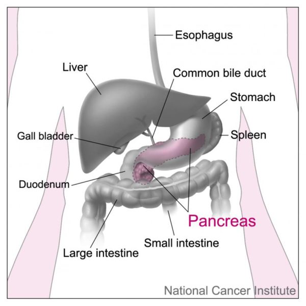 Location of the pancreas. Image credit: Don Bliss, National Cancer Institute