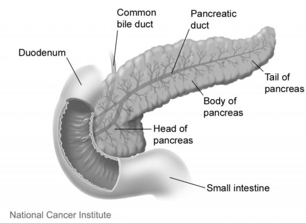 The pancreas and nearby organs and structures. Image credit: Don Bliss, National Cancer Institute