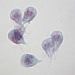Giardia lamblia as seen under a microscope. Image credit: CDC