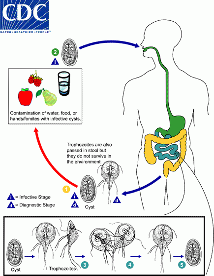 Lifecycle of Giardia. Image credit: CDC