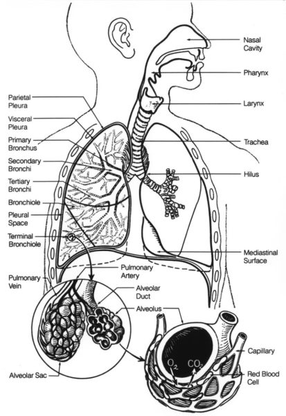 Diagram of the Respiratory System, including the Lungs. Image credit: National Cancer Institute