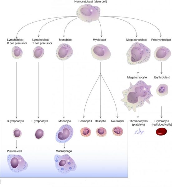 Stem cells in the bone marrow differentiate and mature into one of several types of blood cells. Courtesy: National Human Genome Research Institute.