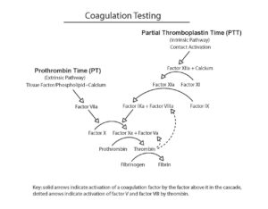 Drawing of the coagulation testing cascade