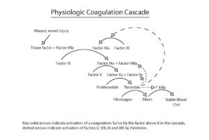 Drawing of the physiologic coagulation cascade